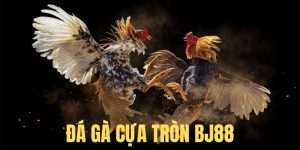 Đá Gà Cựa Tròn