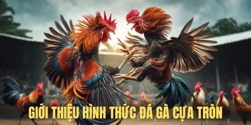 Giới thiệu đá gà cựa tròn tại BJ88