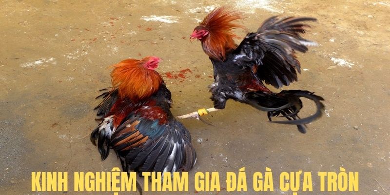 Kinh nghiệm tham gia chọi gà cựa tròn thắng lớn