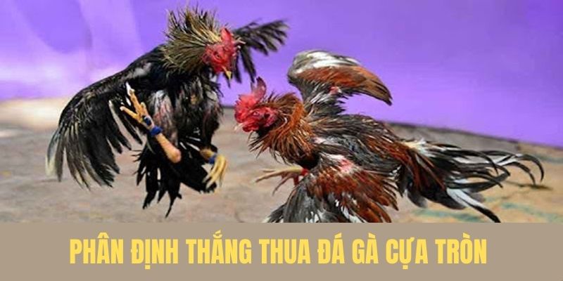 Phân định thắng thua trong đá gà cựa tròn