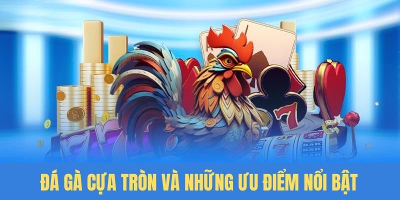 Những ưu điểm vượt trội của hình thức chọi gà cưa tròn